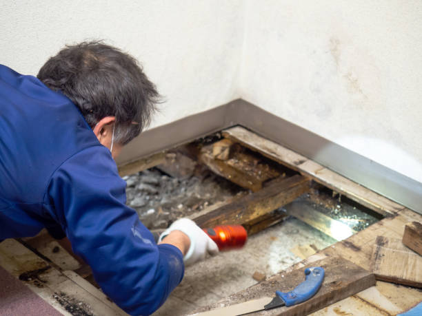Best Mold Cleaning Services  in Corinth, MS