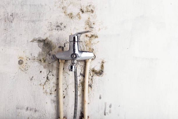 Best Best Mold Removal Companies  in Corinth, MS