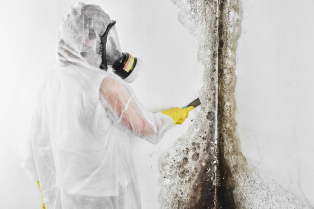 Best Commercial Mold Removal  in Corinth, MS