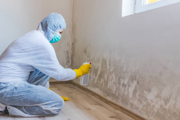 Best Toxic Mold Removal  in Corinth, MS