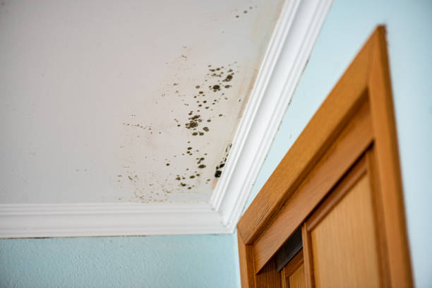 Best Office Mold Removal Services  in Corinth, MS