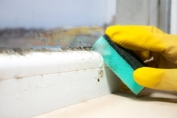 Trusted Corinth, MS Mold Removal Experts