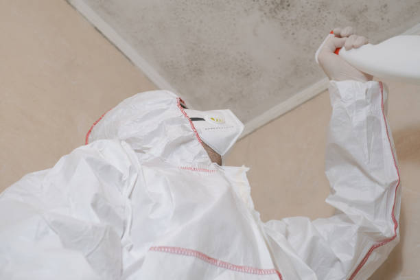 Office Mold Removal Services in Corinth, MS