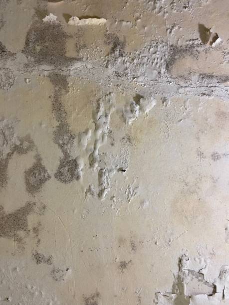 Best Home Mold Removal  in Corinth, MS