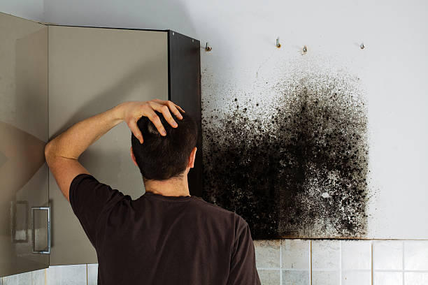 Best Local Mold Removal Service  in Corinth, MS