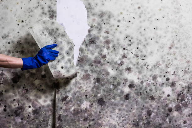 Best Home Mold Removal  in Corinth, MS