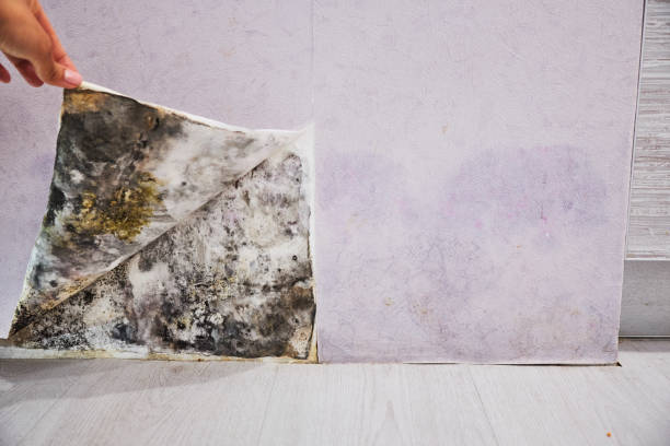 Best Same-Day Mold Removal  in Corinth, MS